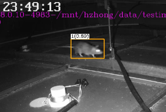 老鼠識(shí)別【明廚亮灶】